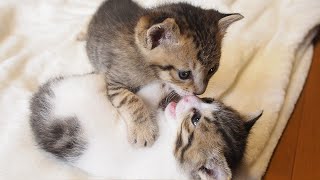 子猫のかわいい喧嘩はポコポコ猫パンチの応酬でなかなか決着がつかない。【赤ちゃん猫】【保護猫】