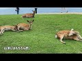 【若草山】晩夏の若草山登山、奈良公園・春日大社を歩く。