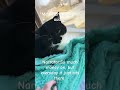 facts… cat cattok funny catlover funnycats funnycat catsonlychannel funnyanimal catshorts