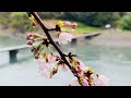 四万十川に満開の桜並木！淡いピンクの桜が川霧に浮かぶ 四万十市