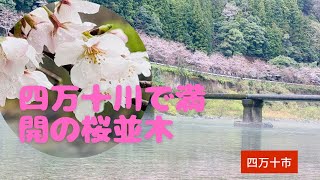 四万十川に満開の桜並木！淡いピンクの桜が川霧に浮かぶ(四万十市)