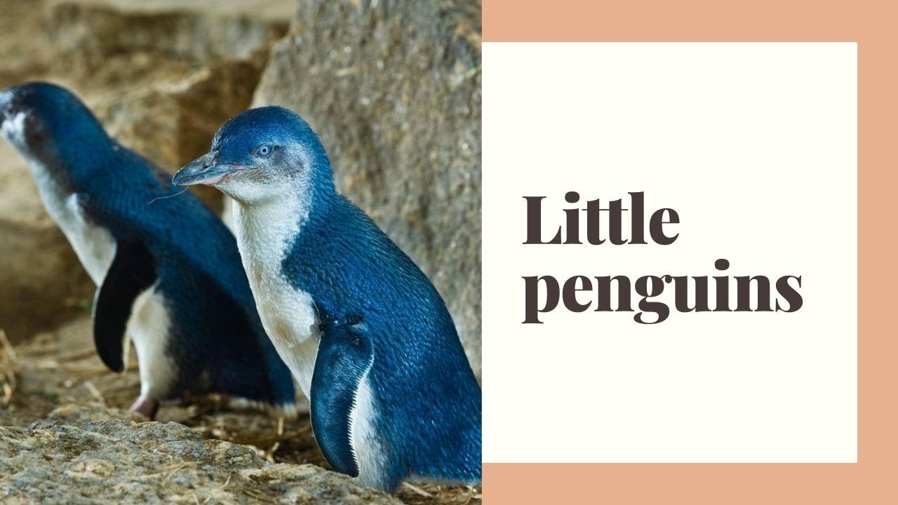 Little Penguins || Little Penguin Habitat || Little Penguin Facts ...