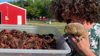 I Fed 400 Crawfish to my Prairie Dog (Big Ounce Dies)