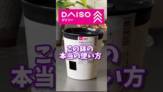 【ダイソー】人気の底面給水ポット・この鉢の本当の使い方 #ダイソー #daiso #観葉植物 #houseplants #百均 #ウンベラータ