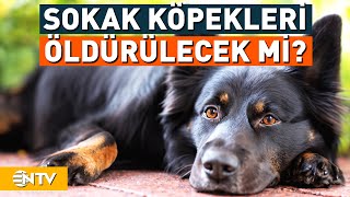 Sokak Köpekleri Uyutulacak Mı, Düzenleme Hangi Aşamada? | NTV