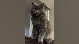 The roar of my cat! My Nebelung speaks! #nebelung #nebelungcat #roar