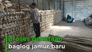 proses penataan baglog jamur tiram baru