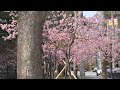 what an amazing cherry blossom 🌸 🌼 look it s so beautiful shortvideo @kitting14vlog