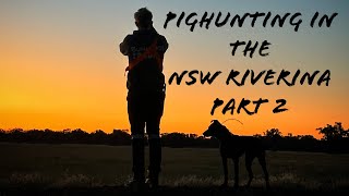 Pighunting in the NSW Riverina Part 2