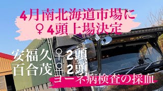 4月市場上場！百合茂♀2頭、安福久♀2頭！の上場の為のヨーネ病検査の採血。牛大好き株式会社ファームスズキ【なおちゃんねる】