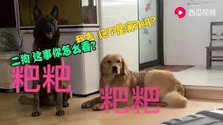 牛爸出差惦记俩活宝，马犬牛牛和金毛王子却在村子里放飞自我，玩泥巴坑嗨翻天，没人管就是爽