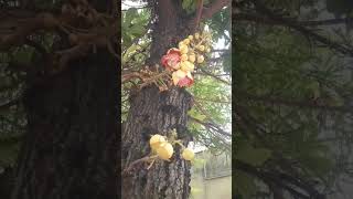 நாகலிங்க மரம் \u0026 பூக்கள் | nagalinga poo | shivan  pooja #cannonballtree  #nagalingamsivapalan