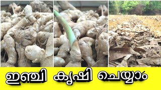 how do you farm ginger | എങ്ങനെ ഇഞ്ചി കൃഷി ചെയ്യാം |ginger farming| Farming Tech Malayalam|