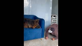 German shepherd Pranked by mask👺#germanshepherd  #prank #shorts