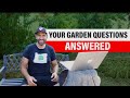 Desert Growing, Citrus Care, Tree Not Fruiting, Long Term Garden Success, etc. Q&A