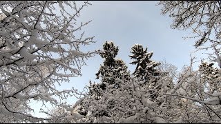 Luontokokemuksia pakkasella-Luonto ja retki talvella