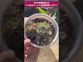 【多肉植物】桃太郎🍑葉挿しからの成長🌿よく増えて可愛い💕😍 succulents succulentas 다육식물 多肉植物 shorts