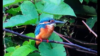 カワセミ世田谷地区お父さん 2024 09 18 #カワセミ #野鳥 #birds #wildlife #nature #自然観察ぶらり散歩