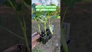 Broccoli, cauliflower and cabbage planted!!