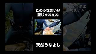 このうなぎいい型じゃねぇね #うなぎ #仕掛け #釣り