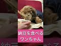 納豆を【犬】に食べさせてみた‼︎‼︎可愛い〜♡ミニチュアダックスフンド