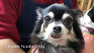 7月3日の保護犬の様子