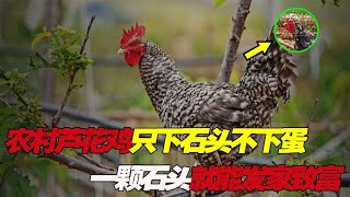 农村大爷发现芦花鸡 只下石头不下蛋，传说一颗石头就能发家致富