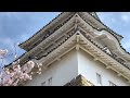 4k hdr 60fps【桜満開 兵庫県立明石公園 2023】4 3 月 ☆明石城周辺