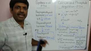 parathyroid hormones II calcium homeostasis II Parathyroid hormone pharmacology II