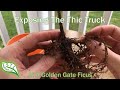 Exposing Thick Truck of My Golden Gate Ficus Bonsai and Repotting