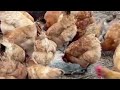 iba t ibang klaseng manok youtubevideo youtubeviral youtubevideos assortedchicken nicechicken viral