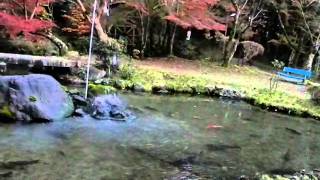 三宅八幡宮の池とまわりの紅葉(2011.11.27)