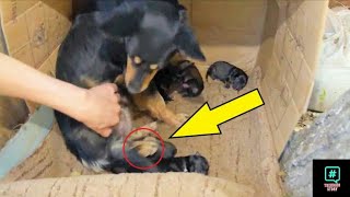 He found a street dog with 5 puppies then saw the baby's hand among them