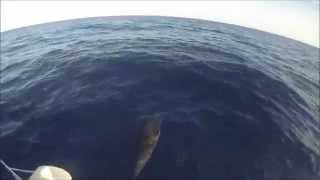 Dolphins in the Adriatic Sea