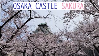 Sakura Cherry Blossoms in Osaka Castle Park 大阪城公園 4K - Walking in Japan 2022 桜散歩