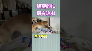 絶望的に落ち込む柴犬