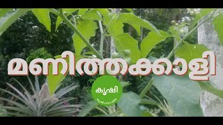 മണിത്തക്കാളിയുടെ ഗുണങ്ങള്‍ - medicinal plant Solanum nigrum , Black nightshade , manithakkali