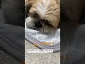 冷感マットの気持ちよさを知った犬🐶 シーズー shorts