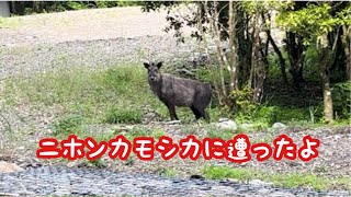 奥山散歩でニホンカモシカに遭いました