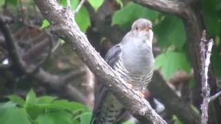 ツツドリ（2）鳴く（飛島） - Oriental Cuckoo - Wild Bird - 野鳥 動画図鑑