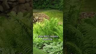 Big fern growth #ferns #fern #nature