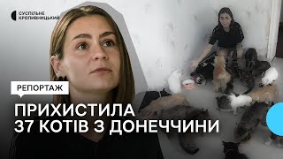 Жителька Знам’янки Кіровоградської області прихистила 37 котів з Донеччини