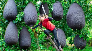 Surviving A Week in the Forest - Harvest SHADOW GRAPEFRUIT in Deep Forest  to Sell | Ella Daily Life