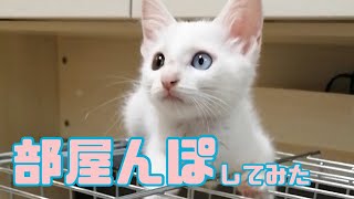 【保護猫】初めて部屋で遊ばせたら、子猫たちが…汗