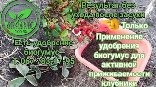 Применение удобрение биогумус,для активной приживаемость клубники,при рассаживание и пересадки.