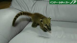 Animals of NOAH： 45 days old  Baby Coati （アカハナグマの赤ちゃん 生後45日）