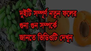 খুবানি ও বিলিম্বি ফলের উপকারিতা সম্পর্কে জানতে ভিডিওটি দেখুন