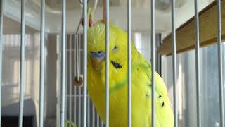 寝起きのセキセイインコ、チャッピー　Waking up budgerigar, Chappie