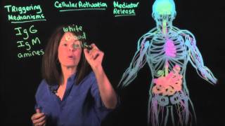 Best Food Sensitivity Test: IgG vs MRT