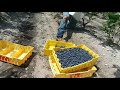 desde la ciudad de hammonton new jersey jersey para el mundo. pisca de blueberry arÁndano